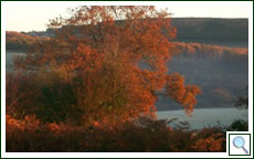 Autumn Colours